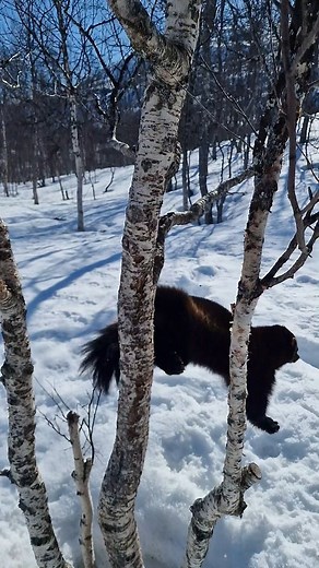 3K views · 89 reactions | Bor, our wolverine 殺❤️ #polarpark #zookeeper #Norway #animalsofinstagram #wolverine #animal #arcticwildlife #wildlife #visitnarvik #visittromso #visitnorway #dyrepasser #dyrepark #jerv #kildentiletrikereliv #mittnorge #liveterbestute #safarigallery #wildlifeplanet #BBC #instaanimal #animalsofinsta | POLAR PARK Arctic Wildlife Centre | Facebook