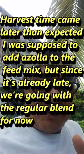Harvest time came later than expected 😅 — I was supposed to add azolla to the feed mix, but since it’s already late, we’re going with the regular blend for now: fermented vegetables 🥬, rice bran 🌾, and a bit of commercial feed 🐥. Later this afternoon, I’ll supplement with fresh azolla for that complete organic boost 💪 While feeding, I also set up the new chicks 🐣 — their brooder is ready with proper lighting, food, and clean water. Always full, always lively! 🌞 #OrganicFeeding #ChickenCar