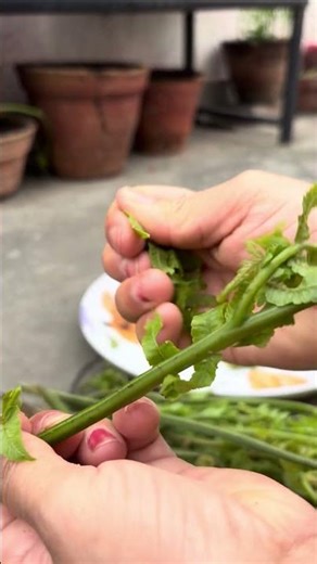 Edible fiddle head fern cleaning #food #countrybeauty #fiddleheadfern #vegetable #greens