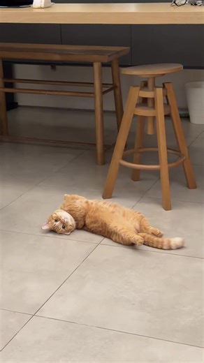 Pemandangan Weekend yang Menghibur bagi Pecinta Kucing