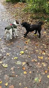 Round 2 for Fred and Teddles | Solent Walks 4 Paws Pet Solutions