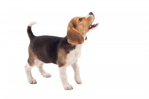When Does A Puppy's Bark Get Deeper? - (Explained)