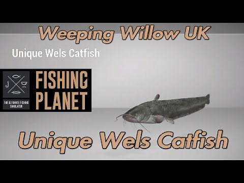 Unique Wels Catfish - Weeping Willow UK - Fishing Planet Guide