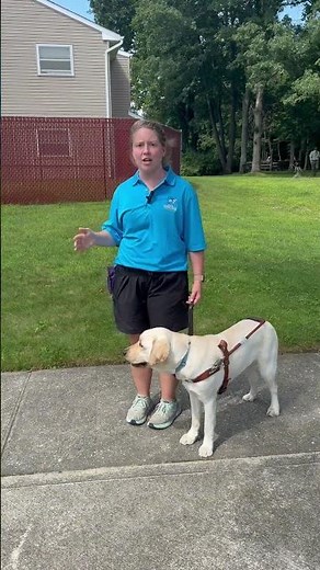 How do guide dogs lead their handlers around obstacles? #guidedog #servicedog #blind #lowvision