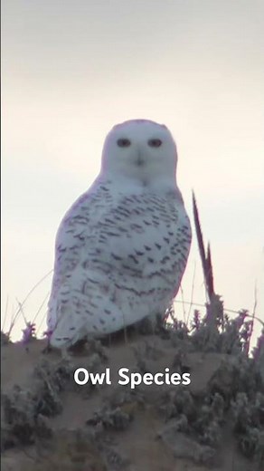 Owl Species