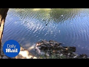 OUCH! Girl lets go of rope swing and falls onto jagged rocks - Daily Mail