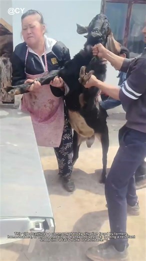 How to Load a Stubborn Sheep into a Car 🐑 | Easy Farm Transport Hack 🌾