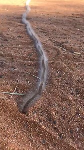 55K views · 635 reactions | A massive procession caterpillar was...