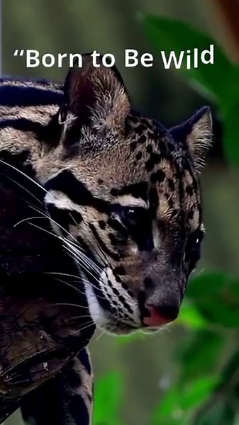 Wild & Adorable: Clouded Leopard Cub’s First Steps Into the Jungle! 🐆✨ #wildanimals