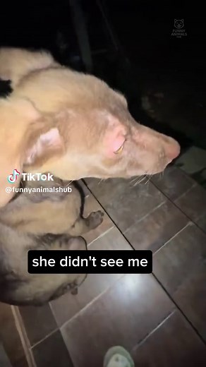 Scare Prank On Dogs: Hilarious Reactions!