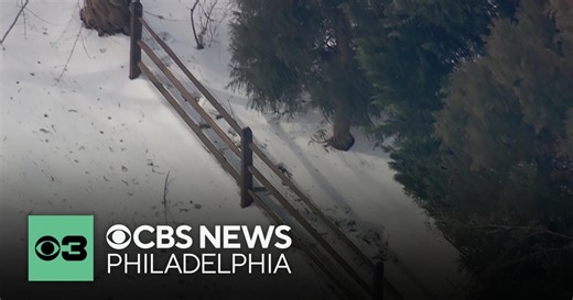 Gov. Shapiro, Montgomery County neighbors sue each other over property boundary dispute