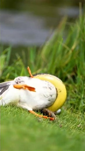Duck vs Snake 😱 Shocking Wild Encounter #foryou #viral #wildlife #dock #snake #shorts