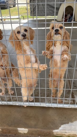 3.2K views · 496 reactions | We recently rescued 16 dogs from a...