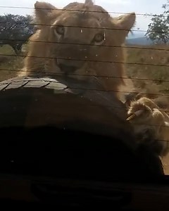 601K views · 8.7K reactions | These drivers might think twice next time.  | Animal Antics | Facebook