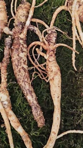 해안가 장생도라지 산도라지 #기침 #감기 #폐기관지염 #비염 #면역강화 #폐암 #면역강화 #항암작용 #천식 #어린이감기 #가래 #산도라지 #장생도라지