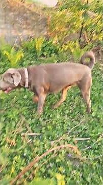 RASPBERRIES!!! BLACK RASPBERRIES!!! BLACKBERRIES!!! SAD BLUEBERRIES!!!!