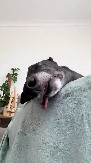 Wacky Greyhound Moves: Fast and Slow 🐕