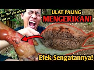 PARAH! EFEK ULAT BULU INI SANGAT MENGERIKAN! SEKALI SENTUH BISA MATI DITEMPAT! BAHAS ULAT MEMATIKAN