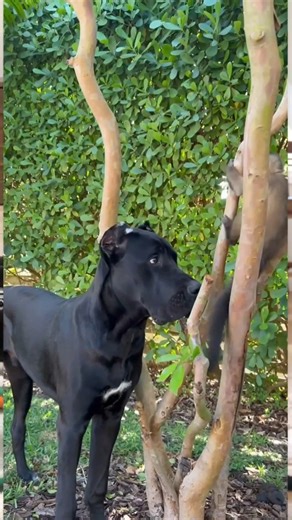 GONE BUT NEVER FORGOTTEN DUKE🥲💔 | Hannah Feder