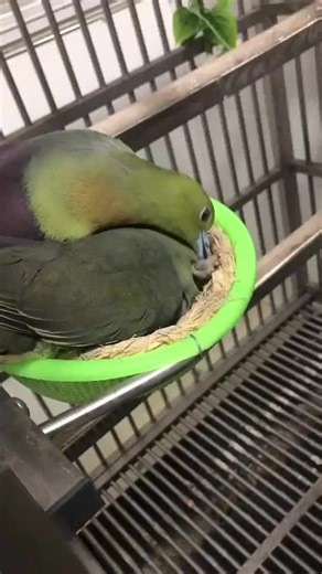 Wedge-tailed Green Pigeon: An Insightful Overview