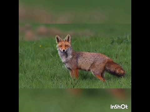 Tout savoir sur l'automne