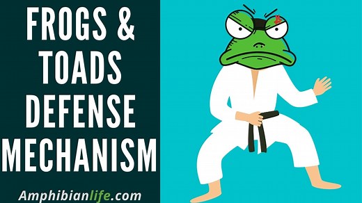 20 Frogs Defense Mechanisms You must know - Amphibian Life