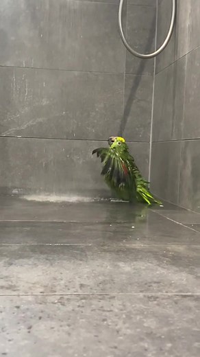 Parrot Bathing Fun: Singing and Showering
