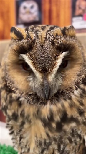Discover the Unique Charm of Owls as Pets