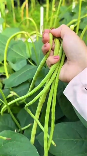 harvesting fresh long green beans from the garden by picking them one by one using bare hand easily