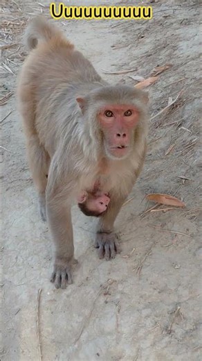 uuuuuuu monkey #funny #face #reaction video