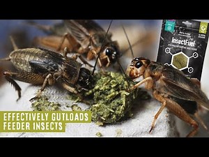 Gut Loading for Feeder & Pet Insects | Insect Fuel by Arcadia Reptile