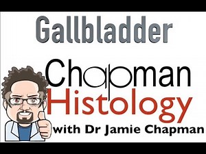 3 Min Histology - Gallbladder