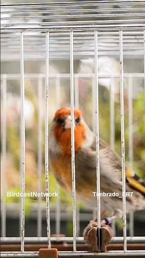 Goldfinch × Canary Hybrid - Singing video by timbrado_er7 Short1