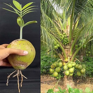 476K views · 10K reactions | How to grow coconut tree from coconut | How to make a coconut tree very easily | Rana Craft | Facebook