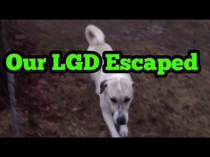 We almost lost our LGD "Livestock Guardian Dog"