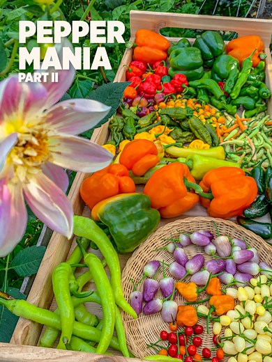 Varieties of Peppers in My Garden Harvest