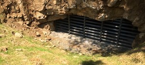 Cool caves help bats survive white-nose syndrome