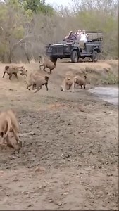 Hyenas attack a lion. | People's Weather