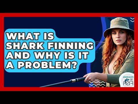 What Is Shark Finning And Why Is It A Problem? - Chasing Big Fish