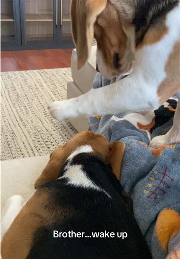 Gumbo never lets Bubba sleep. #dog #dogs #dogsoftiktok #dogtok #beaglesoftiktok