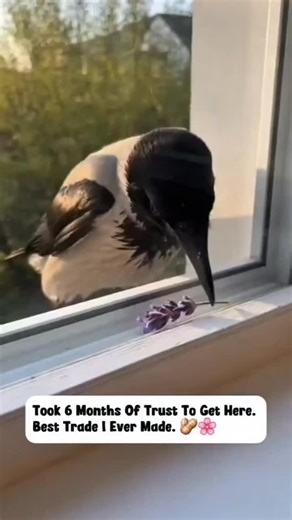 CROW on Instagram: "➡️🌹🌹🥰 Friendship comes in all shapes and sizes (and species) 🐦✨ Did you know Corvids (crows and ravens) have the intelligence of a 7-year-old child? They don't just remember faces; they remember kindness. This behavior is called "gifting." While they usually bring shiny objects like foil or coins, it is rare and special for them to choose something aesthetic like a flower. It’s their way of saying, "I see you, and you are part of my flock." What is the best gift nature ha