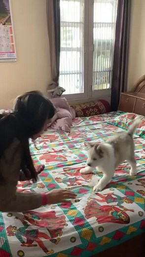 Rate his level of cuteness & energy❤️#mommybella #husky #puppy #cuteness #fullenergy #levelup #challenge #followme #alphagirl_bella15 #splashthehusky