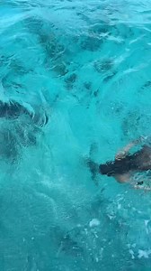 Mermaid swimming by in the Caribbean 🧜🏼‍♀️ #magicallife #professionalmermaid #mermaidtail #fairytale #mermaidlife #mermaidcore #mermaid #fantasy tail by Merbella Studios Inc. | Mermaid Sirenity