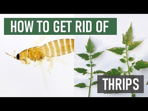 How to Get Rid of Thrips (4 Easy Steps)