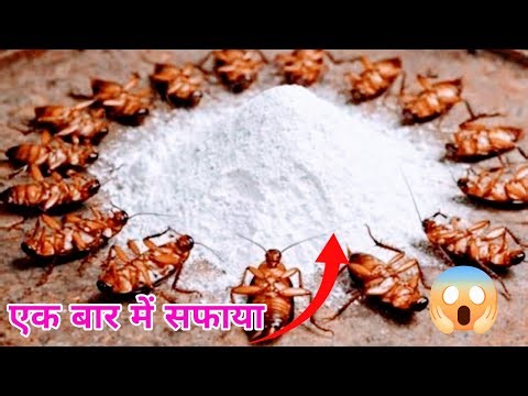 कॉकरोच भागने का सबसे आसान तरीका//#how to kill cockroach instantly