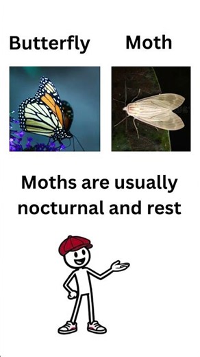 Difference between Butterfly and Moth: #comparison