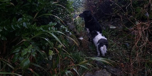 FIRE The Sacred Element