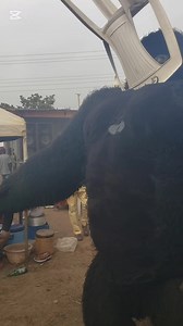 3K views · 14 reactions | Best Gorilla video @topfans | OMP Movies | Facebook