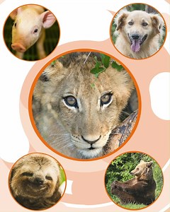 1K views · 85 reactions | Today we are excited to launch the second edition of the Animal Protection Index. This is a pioneering global tool that holds countries to account for their animal welfare laws and pushes governments to do better. Find out more at api.worldanimalprotection.org | World Animal Protection UK | Facebook