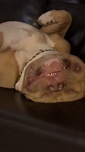 Kkkk #pitmonster #pitbull #americanbully #fy #reels #funny #trending #fy #love #fbreels #shorts #viral #foryou #dog #virals #follow #fun #fyp | Ragnar Oficial